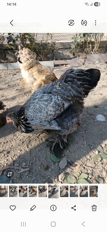 koxin toyuqlari: Toyuq, Brama, Damazlıq, Ödənişli çatdırılma — 3