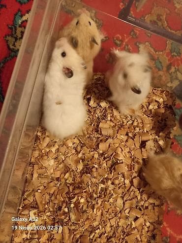 şpits qiyməti: Hamsterlər – uzun tüklü qiymet 5 azn vatsap nomre 0515913288 zeng — 2