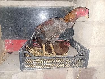 С/х животные и товары: Gördüyünüz təmiz qan cins xoruzdan olan cücəlır xoruz meydan görmüş — 1