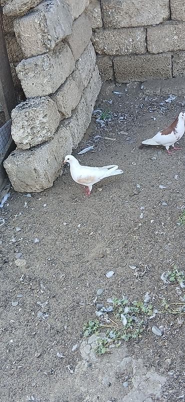 Qıymet bırıne aıtdı qusdar suraxanıdadı — 2