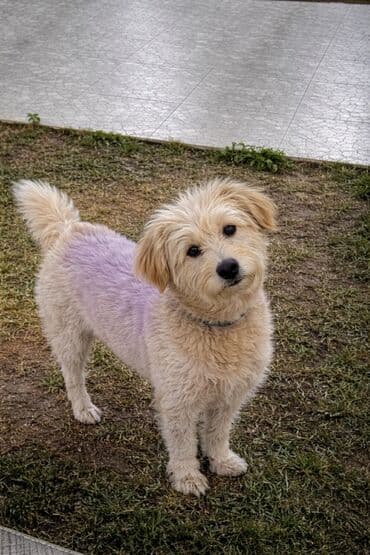 Axtarılır 15 yanvar tarixində sulutəpə qəsəbəsində itib tapana pul