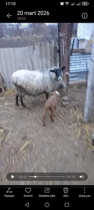 qoyun bazari: Məhsul: Romanov qoyunu Təsvir: Romaov qoyunu satılır. 1 qoyun, 1 — 2