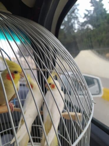 dərzi quşu: Hazir quşlar ededi 50 Azn cutu 90 Azn — 4