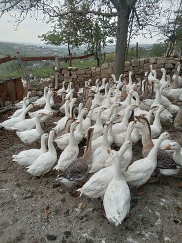 xacmazda satilan inekler: Qaz sürüsü – ev şəraitində saxlanılan, otlaq və geniş həyətə uyğun — 4