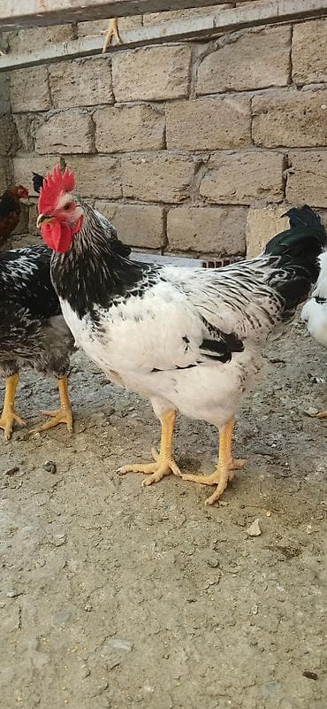 qaşqaldağ quşu: Xoruz 20 manat — 1