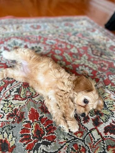 Pudel, 2 ay, Dişi, Peyvəndli, Ünvandan götürmə