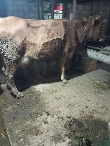 holstein inek satilir: Inək satılır 1ci balasıdır balası dişidi inək 3 məsindən 8l süd verir — 5