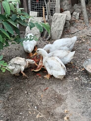 Ağ rəngli, müxtəlif ölçülü ördəklər mövcuddur.Órdeyin 1í 20 manata lalafo.az -da Ağ rəngli, müxtəlif ölçülü ördəklər mövcuddur.Órdeyin 1í 20 manata