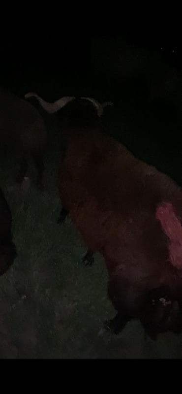 heyvan satisi tap az: 1 yaş yarimliq mor karaman erkey qoyun surmeyine soz ola bilmez — 4