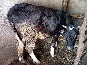 cins iney: Dişi, il: 2, Ətlik — 5