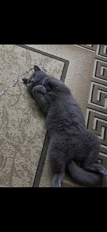 dişi it adları: Britan — 2