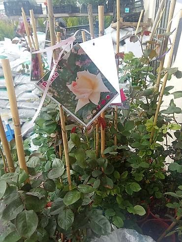 kala gülüne qulluq: Satışda – müxtəlif bəzək gülləri və kol bitkiləri (qablı): - Sardunya — 3