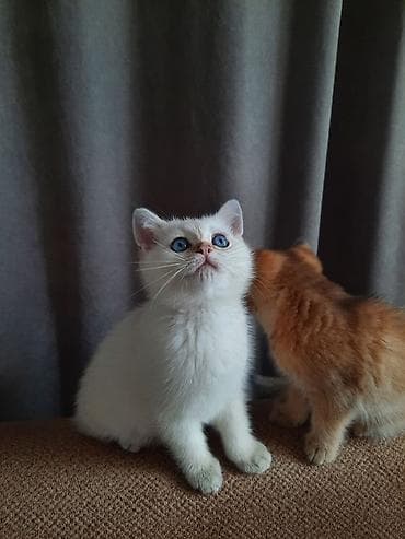 Pişiklər: Britan, Erkək, Yaxşı əllərə — 3