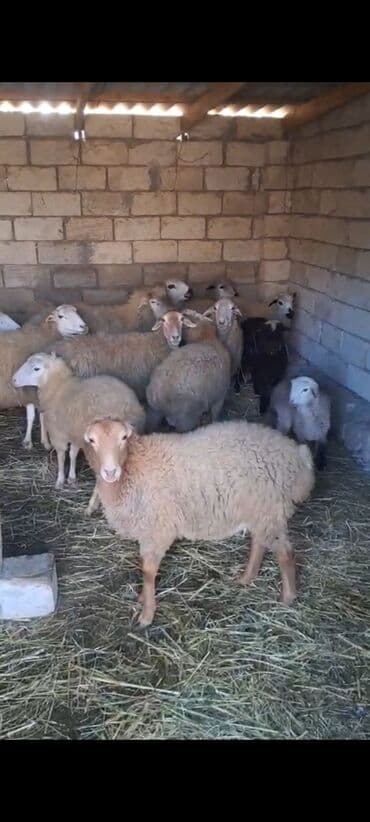 Digər heyvanlar: Qoyun sürüsü satılır - Şəkillərdə olan yerli qarışıqlarda ətlik-yunlu — 2