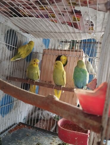 tutuquşu haqqında: 13 ededdir aktiv balalardir deneyle 9 manat hamsini alana 8 manatdan — 8