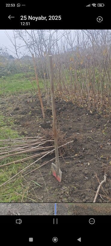 son zeng hediyyeleri: Şaftalı tingləri yerli növ .ariyən 5 cür fedayi növleri zolotoy ve — 3