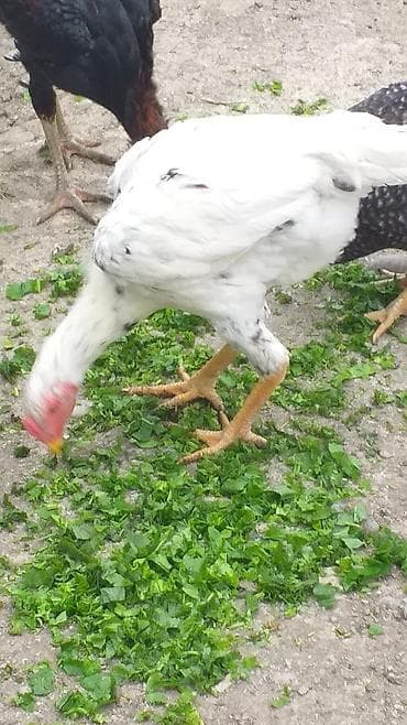 Salam Alekum 7 aylig becedi teze aylıb maşallah eladı - Cins: qarışıq