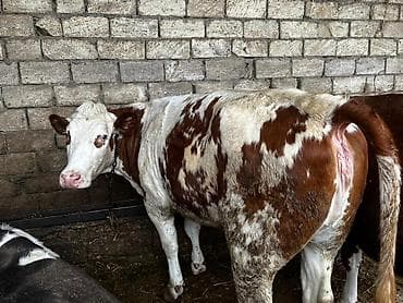 Птицы: Kök düyələr — 1