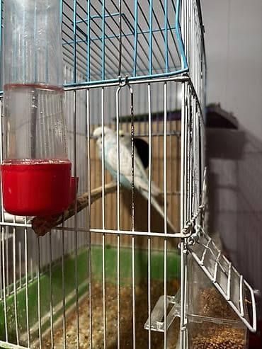 tutuquşu show jumbo: Papuqaylar qəfəssiz satılır yumurta verəsi cütdür 1dəfə bala alınıb — 3