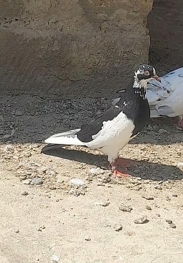 12 tuk maya ucuşu var maraglanan olsa buyursun lalafo.az -da 12 tuk maya ucuşu var maraglanan olsa buyursun