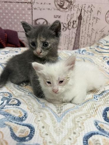 отдам котенка в добрые руки: В добрые руки — 2