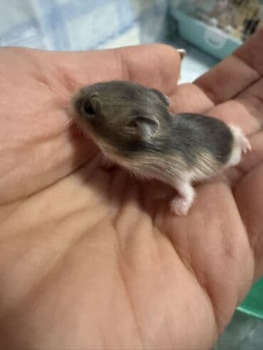 Boşqablar: Robo-dwarf hamster balaları - Növ: Robo (Roborovski) cırtdan hamster — 2