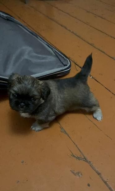 Pekines