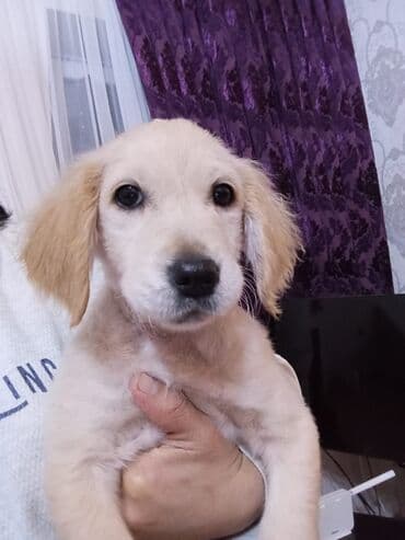 pulsuz it satilir: Qolden Rotriver 3 ayliq erkek ve disi her ikisi peyvend olunub tek de — 4