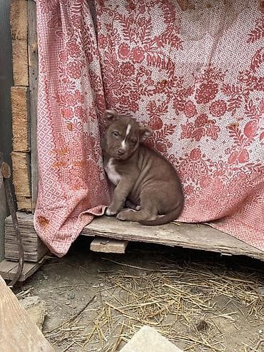 Pitbul, 2 ay, Peyvəndli