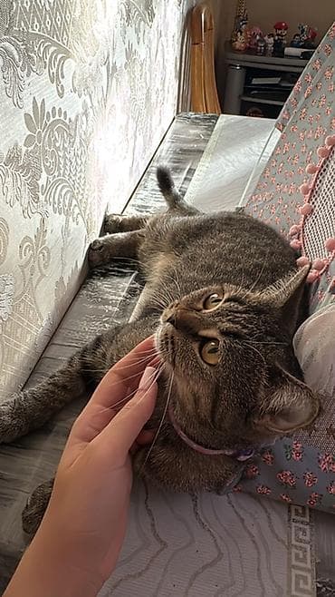 pisik geyimi: Tabbi, Dişi — 1