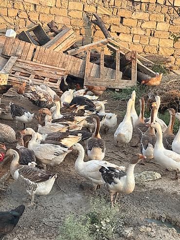 at satiwi: Dişi, Damazlıq, Ünvandan götürmə — 3