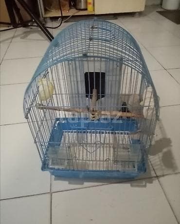 ucuz danalar: Quş qəfəsi – aksesuarlarla komplekt - Forma: yarımdairə damlı metal — 1