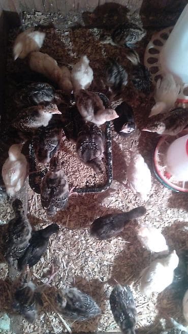 cüce: Hinduşka cücələri, Ətlik — 4