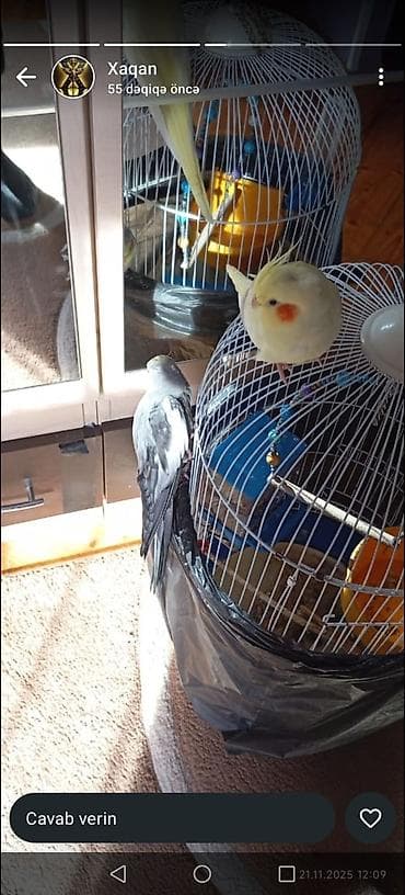 Bülbüllər: Gorduyunuz hamsi usdunde verilir — 1