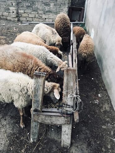 coban iti balasi satilir: Erkək, il: 1, 70 kq, Ətlik, Ünvandan götürmə — 2