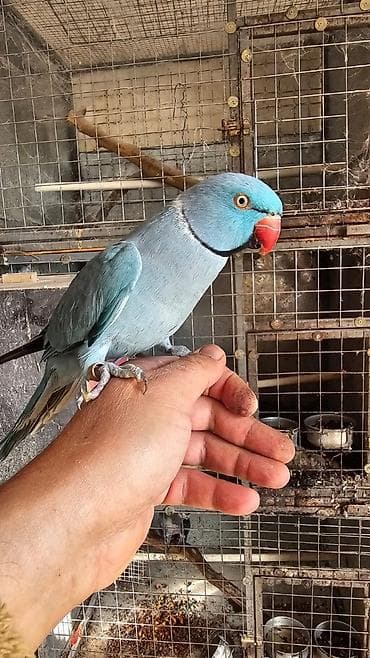 karella qusu: Rucnoy erkək di bir sözü bilir oxuyur fic çalır barter da var baxır — 1