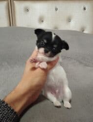 çoban itleri: Çixuahua, 1 ay, Peyvəndli — 3