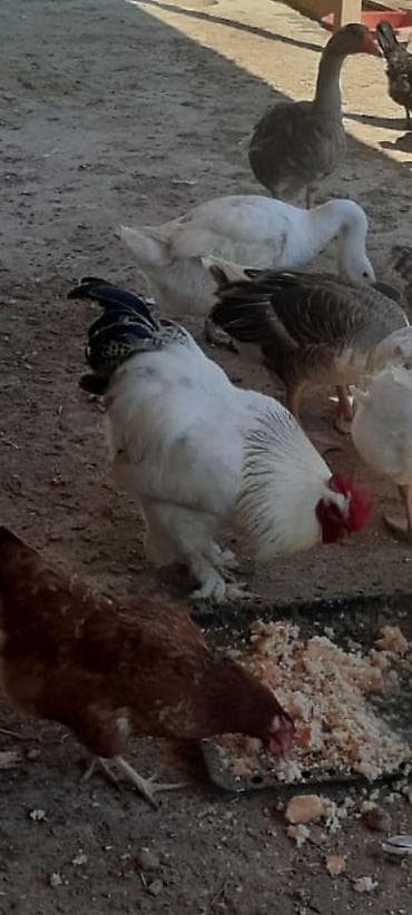 top caylar: Satılır: Ağ-qara lələkli, iri cüssəli xoruz - Cins tipi: ayaqları — 2