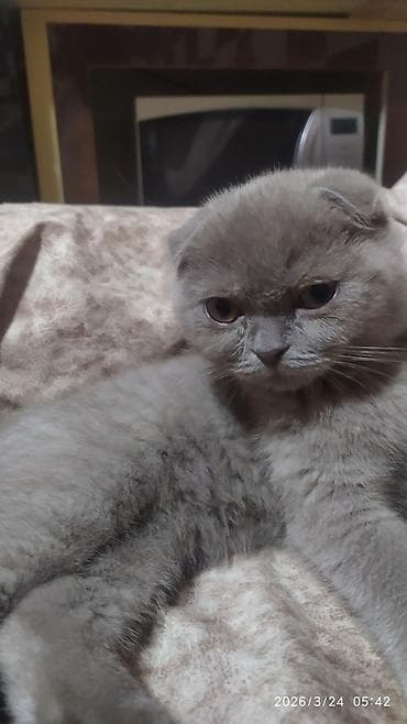 pişik daşıma: Britan, Dişi — 4