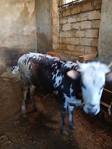 it satisi balaca: Məhsul: Yerli qarışıqlıq cins buzov Disi danadir saglam Təsvir: - — 2