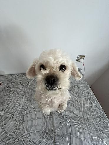 quş qefes: 3 il, Dişi, Peyvəndli, Ödənişli çatdırılma — 1