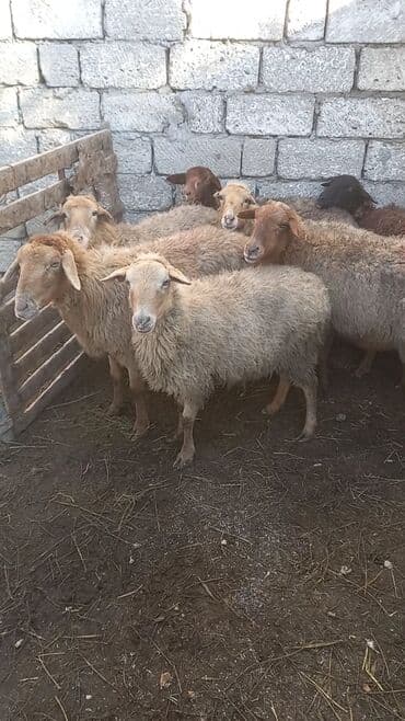 Гуси: Salam tam saglam 7dene bogaz qoyun — 2