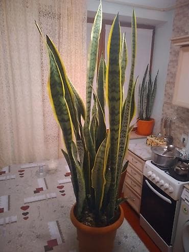 otaq gulləri: Sansevieria (Qayın dili) – iri ölçülü, dekorativ yarpaqlı otaq — 2