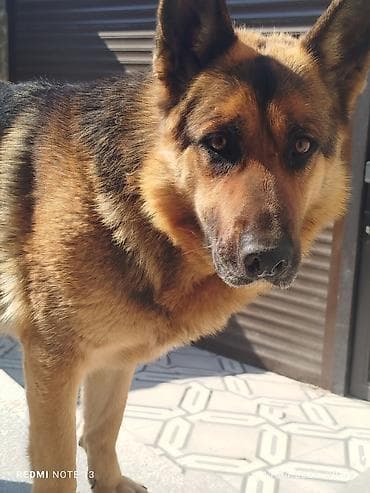 alman coban iti: Alman çoban iti, Dişi — 1