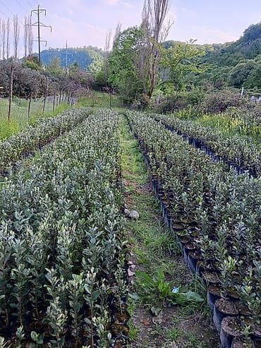 sultan durağı gülü: Feyxoa (Acca sellowiana) tingləri – məhsuldar sortlardan Salam olsun — 4