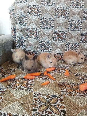 Atlar: Dovşan balaları satılır 30 edetdi ünvan Bülbülədə yerləşir — 5