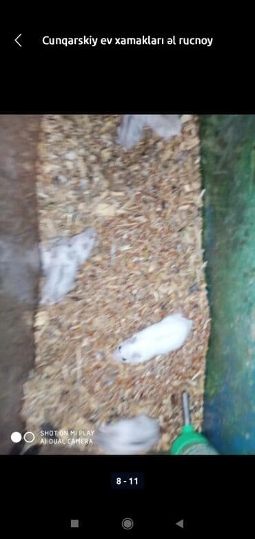 xamyak adlari: Xamyaklar cunqariklar ən mehriban aqresiyası olmayan insana uyuşan — 10