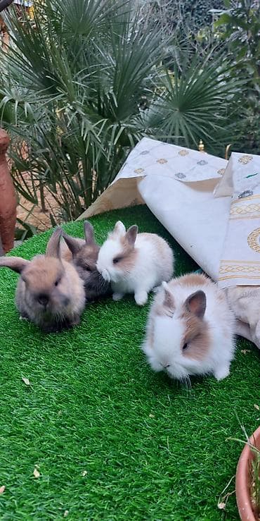 Atlar: Sevimli balaca dekorativ dovşanlar - Növ: dekorativ/cücə dovşanlar — 4