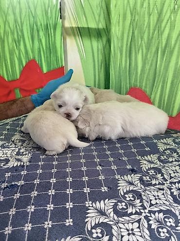 dişi xaski: Pekines, 1 ay, Dişi, Ödənişli çatdırılma — 1
