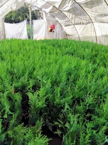 bitki satışı: Leylandra tingi - Növ: Thuja/ardıc tipli dekorativ iynəyarpaq — 3